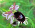 Ophrys bertolonii subsp. benacensis